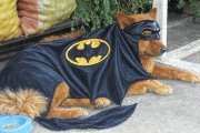 Batman tiene cuatro años y es un perro comunitario de San Juan de Calderón.