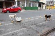 Una de las sugerencias es que se fortalezcan las esterilizaciones para animales de la calle.