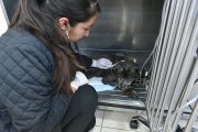 Personal veterinario revisa el estado de la perrita durante todo el día.