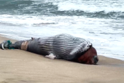 Una ballena juvenil fue encontrada muerta en la costas de Mar Bravo en Salinas