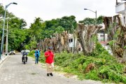 Al menos diez árboles fueron "mochados" en Las Garzas, norte de Guayaquil.