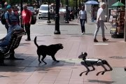 Curioso encuentro entre un perro un robot canino en Guayaquil.