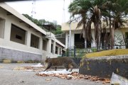 LOS FELINOS. Durante el recorrido se observaron gatos que viven en las instalaciones del antiguo hospital.