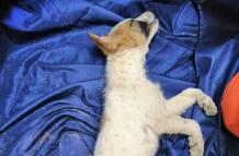 Rabito murió a los pocos minutos de ser rescatado.