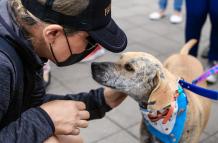 feria de adopción animal