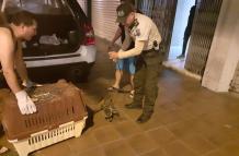 rescate mapache y tigrillo