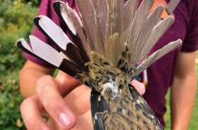 El pájaro podría tener una anomalía genética conocida como ginandromorfismo.