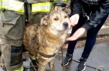 Perro rescatado