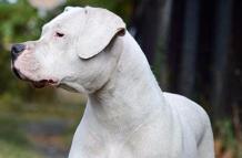 dogo