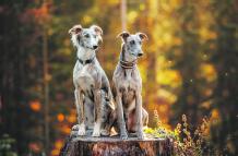 Greyhound