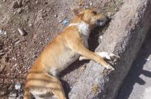PERROS