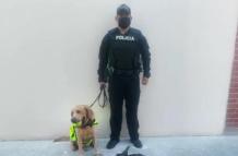 El perrito pudo detectar la droga a tiempo.