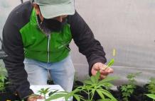 Cannabis medicinal - Legislación - Quito