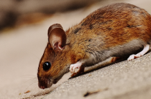 Reducir las calorías, comiendo a las horas justas, alarga la vida en ratones