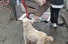desalojo perritos