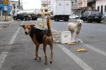 PERROS CALLEJEROS EN E (8462952)