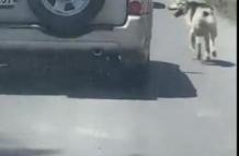 Un perrito lucha por alcanzar a su dueño, tras ser abandonado en la calle