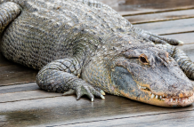 Un caimán mata a una mujer de 85 años que paseaba a su perro en Florida