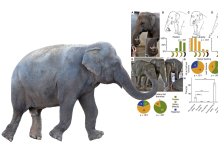 Elefante