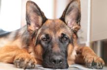 german-shepherd-3404340_1920