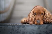 cocker-spaniel-3988290_1920