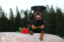 rottweiler-2958455_1920