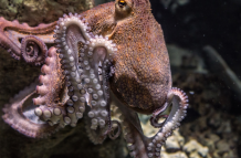 pulpo