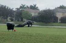 Nadie detuvo al caimán, que se dirigía al lago pese al ciclón que perturbó a Florida.