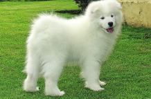 samoyedo