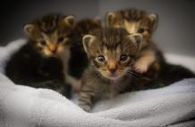 Los gatitos fueron atendidos en el centro médico.