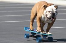 El perrito tendría más equilibrio que tú.