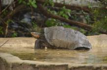 Tortuga de Galápagos isla Fernandina