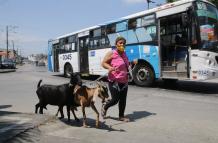 Maribel  Armijos recorre varios sectores de Guayaquil con dos chivas, Negra y Marbella, para  vender su leche.