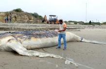 La ballena se varó en las costas ecuatorianas.