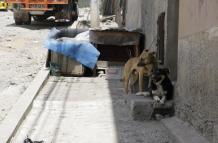 BASURA Y PERROS CALLEJ (6897631)