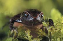 El minúsculo especimen de rana descubierto en las laderas de los andes ecuartorianos.