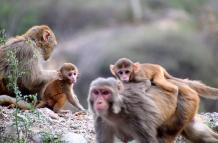 Los monos se llevaron a un niño en la madrugada.