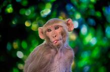 Los monos rhesus pueden percibir sus propios latidos