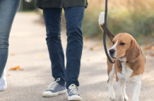 En busca de la ‘media naranja’ canina