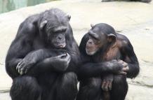 Los chimpancés, como los humanos, usan la comunicación para cooperar mejor