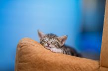 closeup-of-cute-kitten-resting-on-sofa