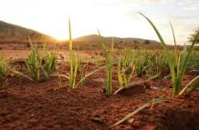 La temperatura del suelo puede predecir la propagación de una plaga