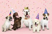 group-of-puppies-celebrating-new-year