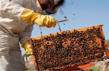 Las abejas melíferas viven hoy la mitad que hace 50 años