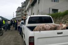 CUENCA LOS CAHNCHOS EN EL BALDE DE LA CAMIONETA COMO EVIDENCIA DEL INTENTO DE ROBO