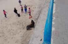 Turistas maravillados por la presencia de un lobo marino