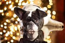 french-bulldog-gf4e9d725e_1920