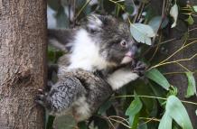 La Tierra puede perder hasta un 10 % de la biodiversidad para 2050