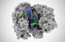 Descubierto un nuevo tipo de tijeras genéticas CRISPR