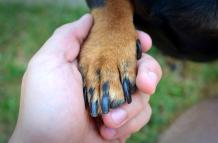 human-s-hand-and-dog-s-paw-handshake